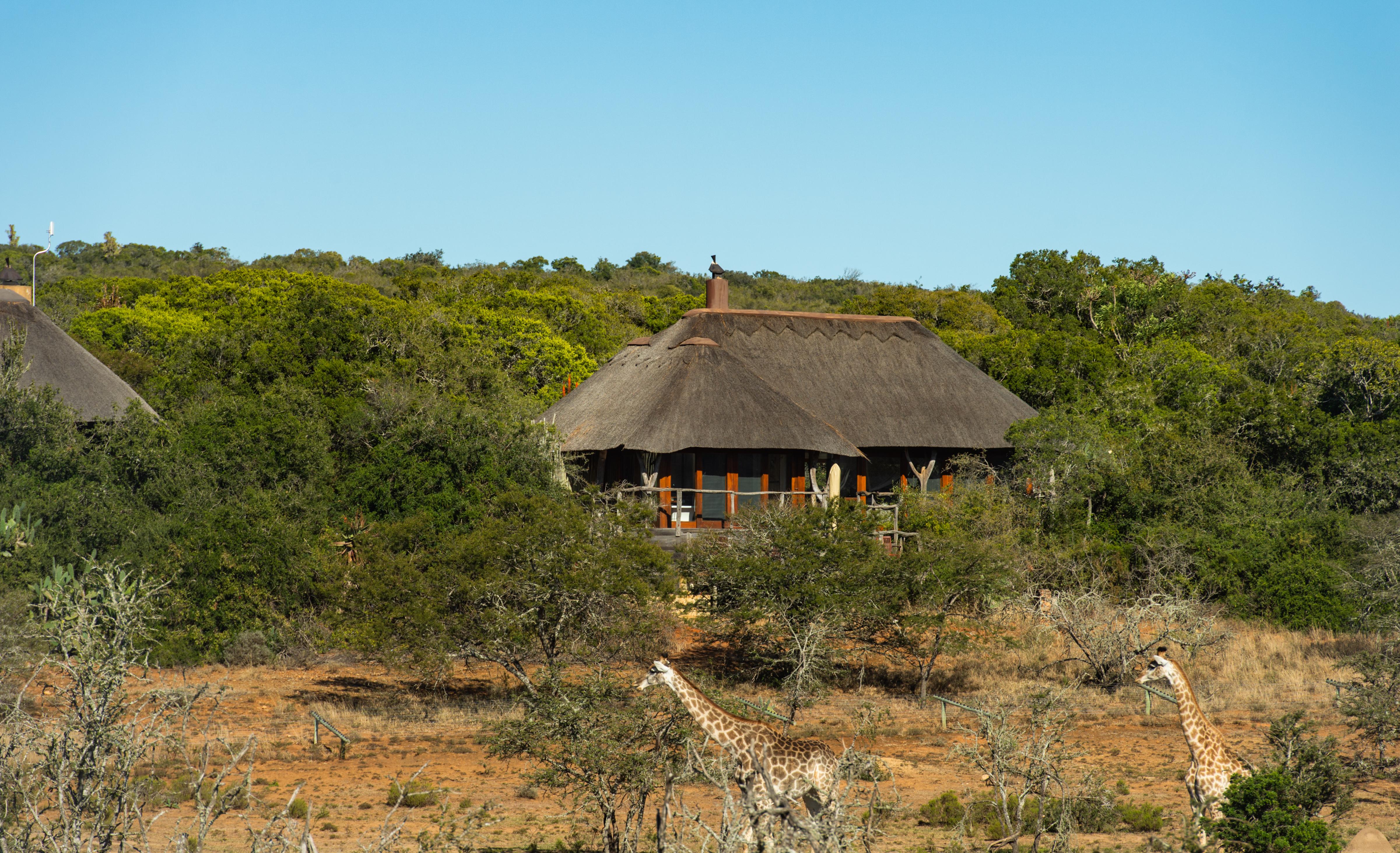 Pumba Private Game Reserve Port Elizabeth Exterior foto